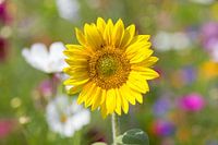 Gele zonnebloem kijkt je aan