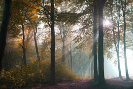 Early autumn by Tom Kraaijenbrink