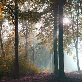 Vroege herfst van Tom Kraaijenbrink