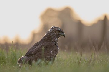 buizerd part 1 van Tania Perneel