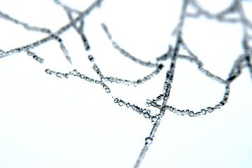 Eis auf der Ruine eines Spinnennetzes von Peter Baak