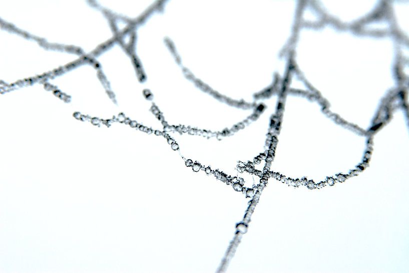 Eis auf der Ruine eines Spinnennetzes von Peter Baak