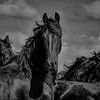 Friese paarden in de wind 3 van Miriam van Dun