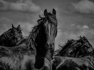Friese paarden in de wind 3 van Miriam van Dun
