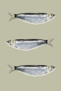 Sardines