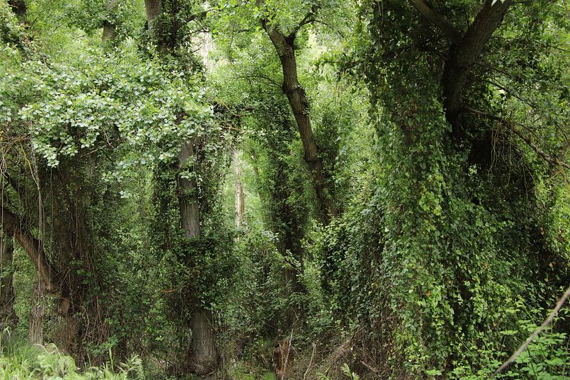Greener than green I by Jan Katuin