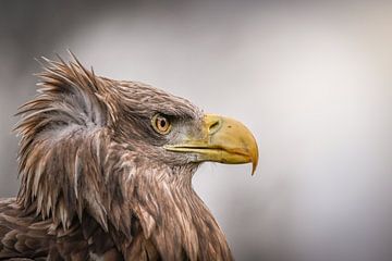 Portrait of European bald eagle