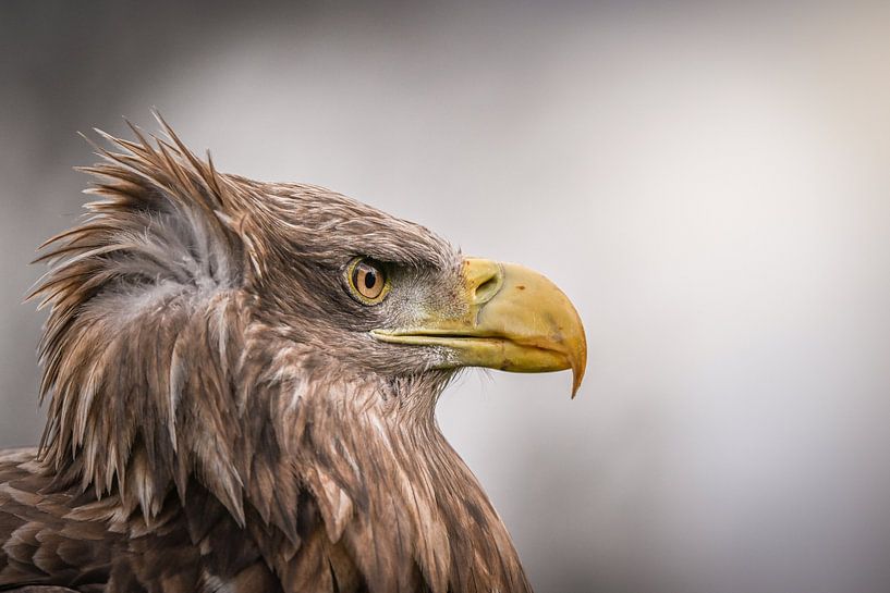 Portrait d'un pygargue par Jack Soffers