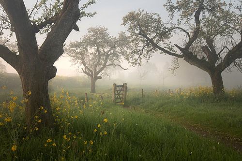 Magic orchard by Roelie Steinmann