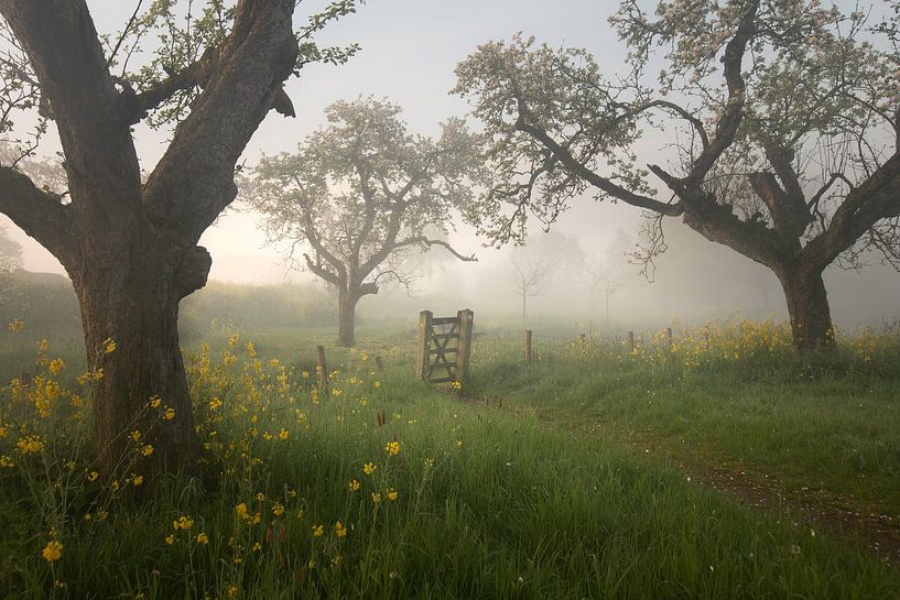 Magic orchard by Roelie Steinmann