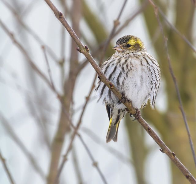 Weiblicher Erlenzeisig von ManfredFotos