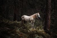 Wit Paard