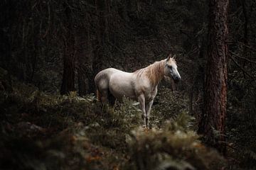 Wit Paard van Andreas Vanhoutte