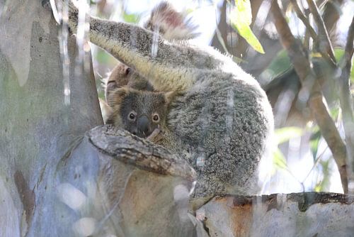 Een wilde Koala en zijn baby zittend in een boom Queensland Australië