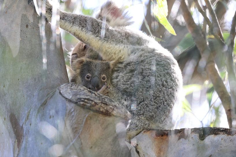 A wild Koala and its baby sitting in a tree Queensland Australia by Frank Fichtmüller