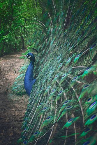 Pauw in Mystiek Bos: Betoverende Schoonheid en Sprookjesachtige Sfeer