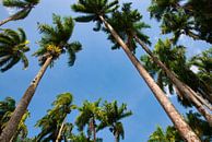 De prachtige Palmentuin in Paramaribo van Natuurpracht   Kees Doornenbal thumbnail
