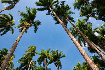 Der wunderschöne Palmengarten in Paramaribo von Natuurpracht   Kees Doornenbal