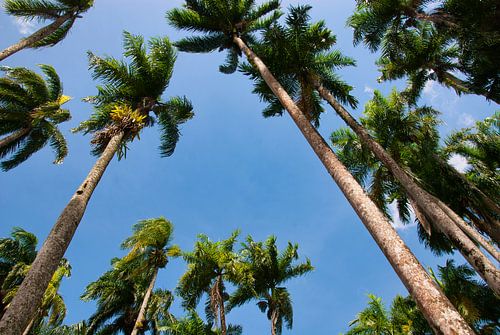 De prachtige Palmentuin in Paramaribo
