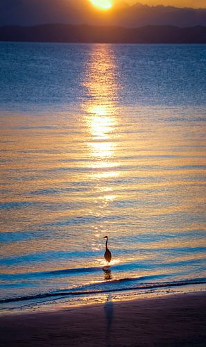 Vissende reiger aan het strand tijdens zonsopkomst