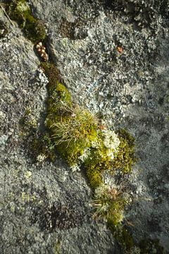 Moss between the rocks by Floris Verweij