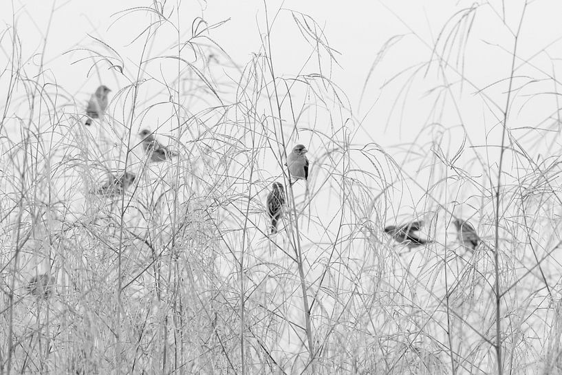 Oiseaux tisserands par Angelika Stern