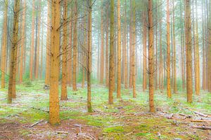 Winterlicher Kiefernwald an einem kalten Wintertag