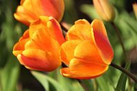 Orangefarbene Tulpen