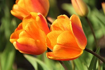 Orangefarbene Tulpen