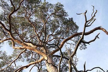 Pine tree in summer with blue sky