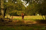 Ein Pferd im Wald von Gerard de Zwaan Miniaturansicht