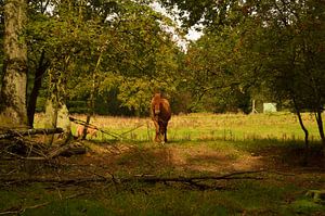 Ein Pferd im Wald