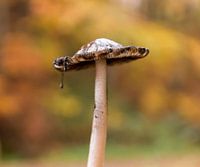 Spechtinktzwam in warme herfst sferen