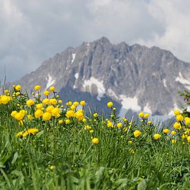 Bergbloemen voor berg van Ralf Ruppert