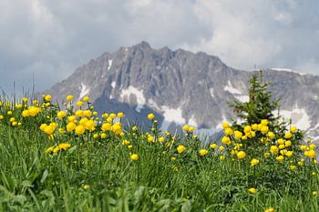 Bergblumen vor Berg