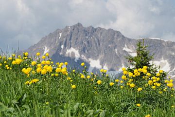 Bergbloemen voor berg van Ralf Ruppert
