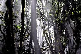 NEBELWALD 1