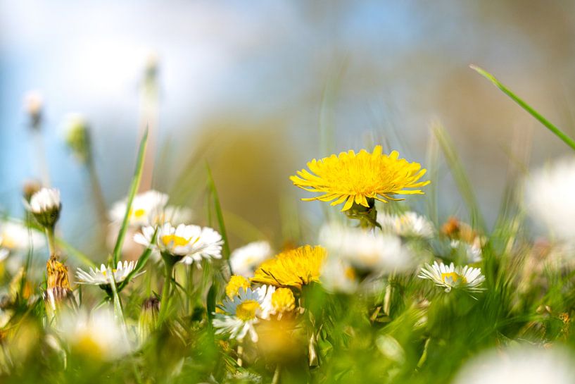 Dandelions in the landscape by Marcel Derweduwen