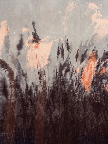 Les roseaux ondulent dans le vent d'hiver