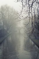 Kahle Äste hängen über der nebligen Oudegracht in Utrecht