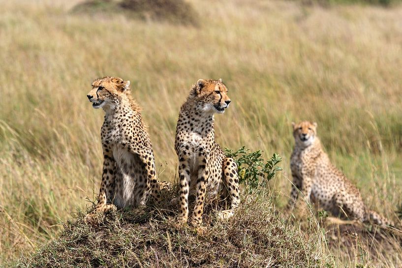 Cheetahs in the Masai Mara Savannah by Roland Brack