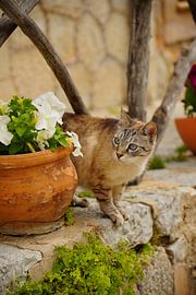 The Curious Neighbourhood Watch by Venkat Ayyalasomayajula