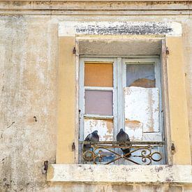Pigeons in old window on rustic trellis France by Marly De Kok