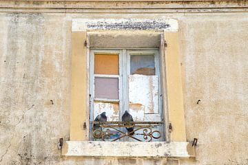 Pigeons dans une vieille fenêtre sur un treillis rustique France sur Marly De Kok