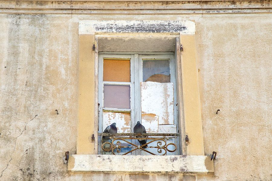 Duiven in oud raam op rustiek hekwerkje Frankrijk