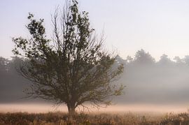 boom in de nevel van Tania Perneel