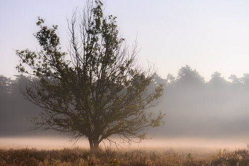 mist tree