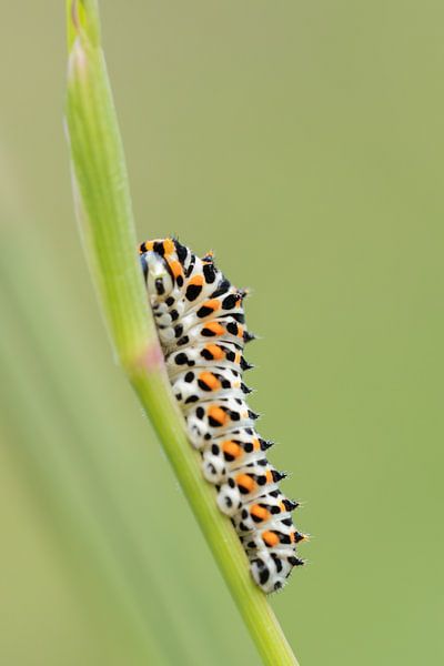 Schwalbenschwanz von Marion van Limpt