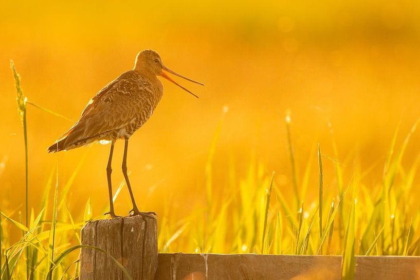Black-tailed godwit (limosa limosa) in a meadow in Friesland. by Marcel van Kammen