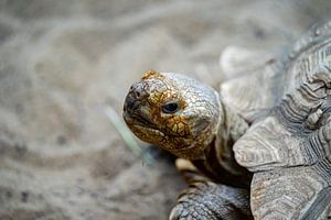 Schildkröte im Sand von Animaflora PicsStock